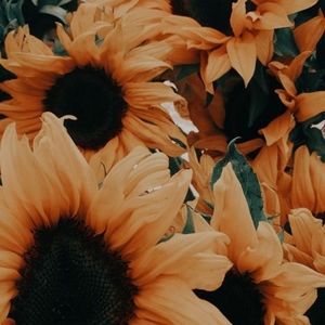 🤎 SOLD BEYOND HERE 🤎🌾